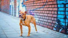 Psa pitbul (foto) - noble lev v psom lebky